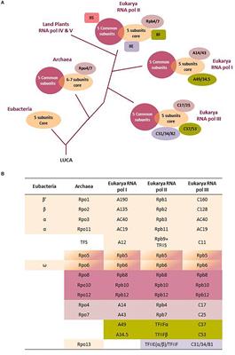 Eukaryotic RNA Polymerases: The Many Ways to Transcribe a Gene
